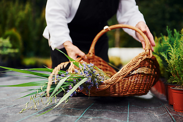 포토 JPG 해외이미지 백인 여자 노년 행복 화분 한명 취미 야외 앞모습 실버라이프 정원 봄 기쁨 하반신 원예 꽃바구니 원예식물 원예용품 노인여자한명만 놓기 해외202309 해외포토 서양인 식물 1 라이프스타일 계절 꽃 감정 뷰포인트 생활용품 모션 사람 성인 바구니 여자한명만 노인여자만 파일형식