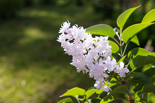 포토 JPG 해외이미지 나무 식물 계절 꽃잎 꽃 분홍색 꽃다발 잎 꽃무늬 밭 자연 하늘 사람없음 장식 초록색 컬러풀 뷰티 세일 정원 봄 활발 낭만 벚꽃 흰색 나뭇가지 신선 개화 4월 5월 다발 관목 원예 라일락 내추럴 생태학 지구의날 해외202309 해외포토 교육 기념일 컬러 컨셉 무늬 농업 취미 날짜 생태계 파일형식