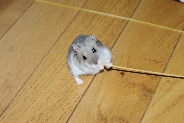 포토 JPG 해외이미지 동물 야생동물 생물 동물원 사람없음 반려동물 쥐 설치류 작음 결백 해외202309 해외포토 크기 파일형식