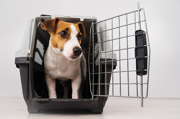 포토 JPG 해외이미지 동물 응시 행복 여행 가방 포유류 교통시설 휴가 주택 사랑 안전 사람없음 반려동물 상자 문 장비 짐 침대 개 강아지 작음 나무상자 컨테이너 플라스틱 감옥 코 보안 마차 새장 수의사 송곳니 기르기 동반자 수하물 해외202309 해외포토 시선 잡화 감정 산업 교통수단 가구 교통 재질 건물 신체부위 의사 치아 크기 시설 돌봄 케이지 파일형식