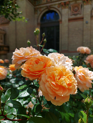 포토 JPG 해외이미지 식물 꽃잎 꽃 분홍색 꽃다발 백그라운드 꽃무늬 창문 자연 사람없음 뷰티 장미 정원 봄 낭만 벚꽃 옛날 해외202309 해외포토 계절 컬러 컨셉 무늬 생태계 파일형식