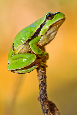 포토 JPG 해외이미지 유럽 야생동물 자연 산 국립공원 개구리 양서류 사람없음 환경 다양 스페인 숲 생태계 생물학 청개구리 서식지 내추럴 변태 생태학 해외202309 해외포토 동물 공원 교육 나라 다수 파일형식