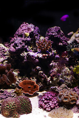 포토 JPG 해외이미지 바다 열대 사람없음 수중 산호 암초 해외202309 해외포토 자포동물 파일형식