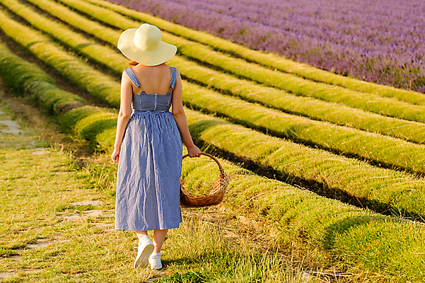 포토 JPG 해외이미지 전신 원피스 여자 꽃밭 한명 들기 잔디 성인 뒷모습 걷기 보라색 분위기 허브 밀짚모자 라벤더 성인여자한명만 해외202309 해외포토 식물 모자_잡화 1 옷 꽃 뷰포인트 컬러 컨셉 모션 사람 여자한명만 성인여자만 파일형식