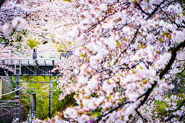 포토 JPG 해외이미지 봄 벚꽃 벚나무 군중 풀숲 육교 카나가와 해외202309 해외포토 나무 계절 꽃 사람 일본 다리_건축물 숲 파일형식