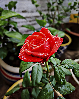 포토 JPG 해외이미지 식물 꽃잎 꽃 컬러 잎 꽃무늬 신체 오렌지 자연 선물 사랑 사람없음 빨간색 물 컬러풀 뷰티 장미 정원 낭만 젖음 벚꽃 물방울 신선 싱글 내추럴 해외202309 해외포토 자연요소 감정 컨셉 무늬 과일 생태계 파일형식