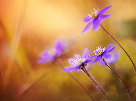 포토 JPG 해외이미지 꽃 잎 자연 사람없음 보라색 화려 원예 해외202309 해외포토 식물 컬러 컨셉 취미 생태계 파일형식