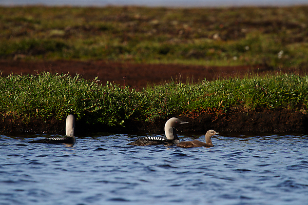 포토 JPG 해외이미지 동물 1 호수 야생동물 여행 캐나다 북아메리카 신체 자연 조류 낚시 흑백 사람없음 야외 초록색 물 갈색 검은색 수영 미국 줄무늬 회색 흰색 물방울 고독 잠수부 북극 부리 태평양 북쪽 물새 창백 동물상 해외202309 해외포토 자연요소 감정 바다 컬러 무늬 레저 촬영기법 아메리카 조형물 수상스포츠 전문직 극지방 방향 생태계 파일형식
