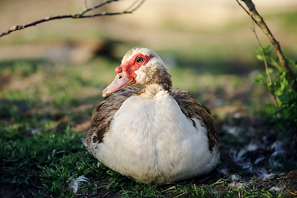 포토 JPG 해외이미지 동물 행복 유럽 음식 백그라운드 자연 조류 오리 사람없음 야외 빨간색 초록색 컬러풀 뷰티 농장 갈색 머리 정원 시골 닫기 깃털 부리 내추럴 이국적 해외202309 해외포토 감정 나라 컬러 농업 모션 신체부위 생태계 파일형식