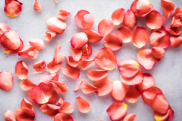 포토 JPG 해외이미지 꽃잎 백그라운드 사람없음 장미 카피스페이스 코랄 해외202309 해외포토 꽃 컬러 공백 파일형식