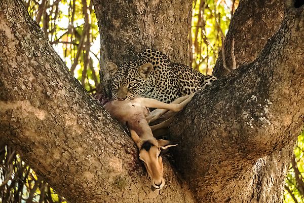 포토 JPG 해외이미지 나무 동물 공원 야생동물 새끼 포유류 아프리카 자연 국립공원 서기 성인 사람없음 뷰티 고양이 게임 점 황무지 사자 사파리 사냥 육식동물 사냥꾼 케냐 치타 표범 남쪽 나미비아 남아프리카 보츠와나 세렝게티 잠비아 전국 칼라하리 탄자니아 혼자 크루거 해외202309 해외포토 식물 직업 공공시설 나라 모션 놀이 사람 반려동물 사막 방향 생태계 남아프리카공화국 파일형식