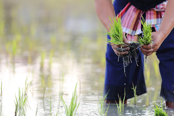 포토 JPG 해외이미지 손 한명 성인 신체부위 새싹 하반신 성장 쌀 농부 모내기 논밭 성인한명만 해외포토 식물 직업 1 밭 농업 곡류 논 사람 성인만 파일형식