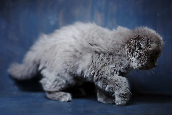 포토 JPG 해외이미지 동물 1 응시 백그라운드 장난 포유류 발 자연 영국 털 실내 앉기 사람없음 반려동물 뷰티 갈색 귀여움 고양이 줄무늬 회색 흰색 아기 달콤 작음 모피 호기심 솜털 고립 기르기 접기 스코틀랜드 순혈 해외202309 해외포토 시선 감정 유럽 컬러 컨셉 무늬 모션 사람 내부 신체부위 맛 크기 생태계 돌봄 파일형식