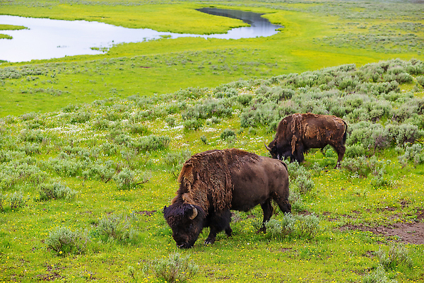 포토 JPG 해외이미지 동물 공원 야생동물 여행 포유류 자연 국립공원 종류 사람없음 환경 들소 서쪽 와이오밍 해외202309 해외포토 공공시설 소 방향 생태계 파일형식