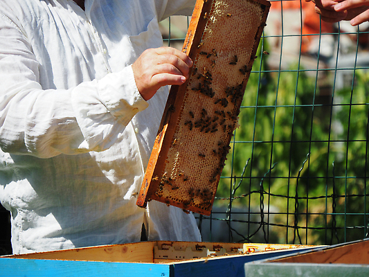 포토 JPG 해외이미지 모양 직업 노년 곤충 패턴 프레임 건강 한명 안전 사람 취미 목재 약 농장 노란색 수확 보호 꿀벌 상품 위험 수분 유기농 열정 꽃가루 꿀 벌집 면역력 밭일 식민지 양봉 양봉장 흡연자 해외202309 해외포토 나무 동물 1 웰빙 감정 컬러 컨셉 무늬 농업 재료 의학 흡연 성인 벌_곤충 가루 파일형식