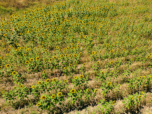 포토 JPG 해외이미지 식물 계절 꽃 백그라운드 잎 밭 농업 자연 하늘 해바라기 풍경 사람없음 야외 초록색 여름 파란색 농작물 햇빛 태양 뷰티 농장 노란색 평화 맑음 일몰 활발 성장 벚꽃 시골 개화 내추럴 꽃수술 세련 해외202309 해외포토 자연요소 산업 컬러 컨셉 날씨 노을 생태계 파일형식