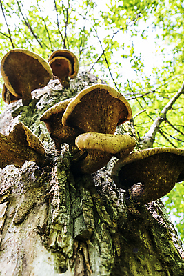 포토 JPG 해외이미지 나무 식물 음식 자연 이끼 사람없음 목재 초록색 갈색 버섯 가을 숲 통나무 나무껍질 내추럴 곰팡이 옛날 캡모자 해외202309 해외포토 모자_잡화 계절 컬러 재료 껍질 생태계 파일형식