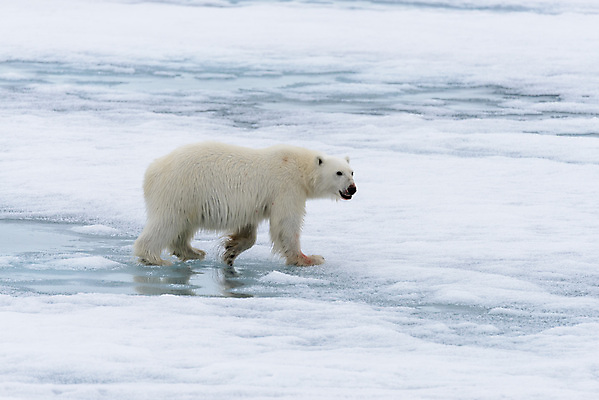 포토 JPG 해외이미지 한마리 야생동물 겨울 사람없음 걷기 추위 흰색 눈 북극 북극곰 빙하 해외202309 해외포토 자연요소 동물 1 계절 컬러 곰 모션 날씨 극지방 파일형식