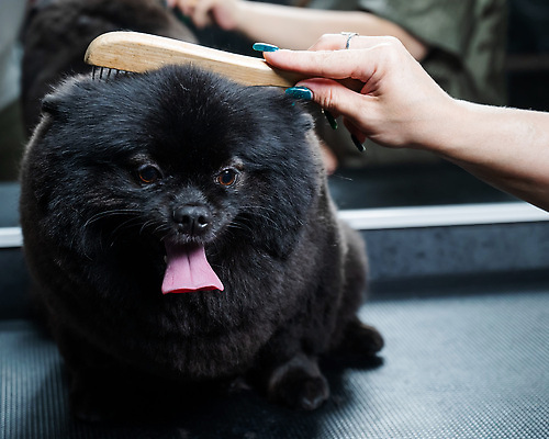 포토 JPG 해외이미지 손 신체부위 뷰티 귀여움 이발 빗질 다듬기 애견빗 포메라니안 해외202309 해외포토 컨셉 모션 사람 개 애견용품 파일형식