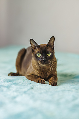 포토 JPG 해외이미지 사람없음 파란색 귀여움 고양이 해외202309 해외포토 컬러 컨셉 포유류 반려동물 파일형식