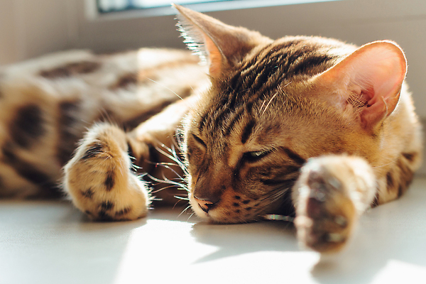 포토 JPG 해외이미지 동물 응시 행복 얼굴 백그라운드 의자 장난 창문 포유류 놀이 휴식 수염 주택 털 동양인 사람없음 반려동물 뷰티 갈색 맑음 검은색 고양이 임신 침대 점 황금 표범 기르기 유래 순혈 해외202309 해외포토 시선 감정 컬러 가구 컨셉 날씨 인종 건물 신체부위 돌봄 파일형식