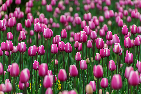 포토 JPG 해외이미지 식물 꽃잎 꽃 분홍색 컬러 백그라운드 잎 꽃무늬 전구 자연 경사 잔디 사람없음 초록색 여름 컬러풀 뷰티 머리 정원 흙 봄 활발 튤립 벚꽃 침대 도시 닫기 정상 큼 원예 화단 많음 해외202309 해외포토 계절 가구 컨셉 무늬 모션 취미 신체부위 크기 생태계 파일형식