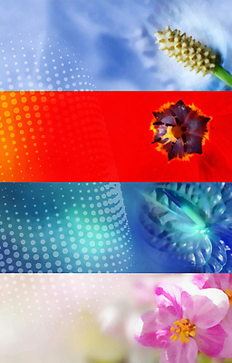 포토 JPG 해외이미지 식물 손 디자인 배너 꽃 컬러 백그라운드 인터넷 통신 자연 생물 미술 취미 사람없음 뷰티 웹 발표 그리기 클래식 닫기 기름 만족 그림 질감 레이아웃 캔버스 페이지 생존 해외202309 해외포토 감정 음식 컨셉 모션 문화예술 신체부위 생태계 파일형식