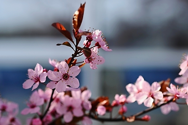 포토 JPG 해외이미지 나무 식물 디자인 계절 꽃 분홍색 백그라운드 자연 하늘 날씨 추상 휴가 부활절 건강 미술 사람없음 태양 뷰티 정원 일본 맑음 봄 성장 벚꽃 흰색 나뭇가지 개화 체리 과수원 원예 보케 장면 내추럴 블러 해외202309 해외포토 자연요소 기념일 아시아 컬러 무늬 농업 과일 문화예술 취미 생태계 파일형식