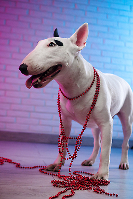 포토 JPG 해외이미지 동물 행복 분홍색 백그라운드 놀이 실내 미소 앉기 사람없음 반려동물 보라색 검은색 힘 흰색 개 강아지 테리어 네온 기르기 복종 유래 충실 핸드메이드 순혈 해외202309 해외포토 감정 컬러 포유류 모션 표정 내부 돌봄 파일형식