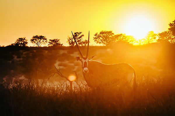포토 JPG 해외이미지 동물 야생동물 오렌지 포유류 아프리카 자연 흑백 국립공원 사람없음 야외 앞모습 가로 관광지 태양 일출 달러 황혼 일몰 새벽 사막 황무지 보호 사파리 영양 나미비아 남아프리카 보츠와나 보호구역 칼라하리 건조기후 해외202309 해외포토 자연요소 공원 나라 뷰포인트 여행 컨셉 돈 과일 촬영기법 노을 생태계 구역 파일형식