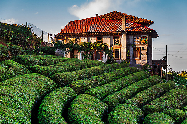 포토 JPG 해외이미지 백그라운드 잎 밭 하늘 주택 사람없음 초록색 울타리 농장 맑음 신선 녹차 유기농 해외202309 해외포토 식물 웰빙 컬러 농업 날씨 건물 차_음료 담장 파일형식