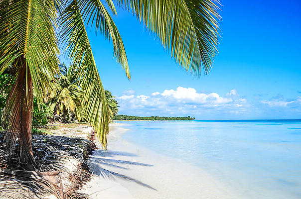 포토 JPG 해외이미지 나무 식물 모래 바다 섬 여행 백그라운드 자연 하늘 휴식 손바닥 사람없음 야외 물 파란색 햇빛 태양 뷰티 맑음 만 뜨거움 휴양지 코코넛 석호 몰디브 스리랑카 파라다이스 해외202309 해외포토 자연요소 손 아시아 컬러 컨셉 과일 날씨 장소 생태계 파일형식
