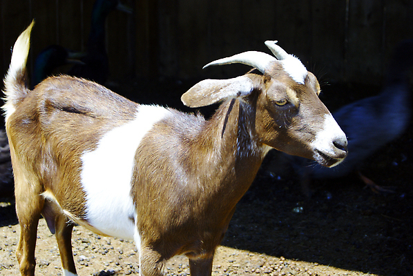 포토 JPG 해외이미지 동물 백그라운드 포유류 자연 염소 뿔 동물원 사람없음 갈색 머리 흰색 작음 코 날카로움 귀 밭일 해외202309 해외포토 컬러 신체부위 크기 생태계 파일형식