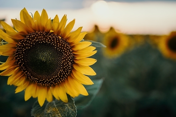 포토 JPG 해외이미지 식물 계절 꽃잎 꽃 음식 백그라운드 잎 꽃무늬 밭 농업 자연 하늘 해바라기 풍경 사람없음 야외 초록색 파란색 농작물 컬러풀 햇빛 태양 뷰티 농장 노란색 일출 정원 맑음 일몰 활발 수확 성장 벚꽃 시골 개화 유기농 꽃가루 내추럴 밭일 해외202309 해외포토 자연요소 웰빙 산업 컬러 컨셉 무늬 날씨 노을 가루 생태계 파일형식