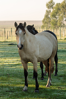포토 JPG 해외이미지 동물 전통 행복 문화 여행 밭 포유류 자연 사람 사람없음 야외 옆모습 초록색 파란색 반려동물 뷰티 농장 머리 미국 가축 목장 시골 카우보이 승차 대문 조랑말 기수 남쪽 라이더 방목장 우루과이 해외202309 해외포토 감정 뷰포인트 컬러 북아메리카 농업 모션 신체부위 문 말_동물 남아메리카 방향 생태계 파일형식