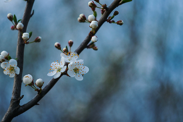 포토 JPG 해외이미지 식물 계절 꽃잎 꽃 백그라운드 잎 꽃무늬 자연 사람없음 야외 뷰티 환경 정원 봄 성장 벚꽃 나뭇가지 신선 개화 체리 소프트포커스 원예 보케 아몬드 블러 카피스페이스 해외202309 해외포토 나무 무늬 과일 촬영기법 취미 공백 견과류 생태계 파일형식