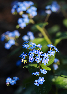 포토 JPG 해외이미지 식물 계절 공원 꽃잎 꽃 잎 꽃무늬 자연 풍경 사람없음 야외 여름 환경 정원 봄 성장 벚꽃 신선 개화 닫기 관목 생태계 원예 화단 내추럴 영원 해외202309 해외포토 나무 공공시설 무늬 모션 취미 파일형식