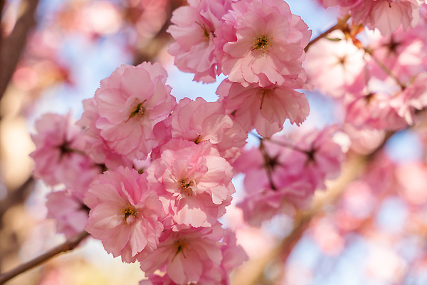 포토 JPG 해외이미지 나무 식물 계절 공원 꽃잎 꽃 분홍색 백그라운드 꽃무늬 자연 하늘 바람 따뜻함 사람없음 야외 초록색 뷰티 정원 일본 봄 벚꽃 나뭇가지 신선 개화 분위기 불기 4월 내추럴 카피스페이스 슬로모션 해외202309 해외포토 자연요소 공공시설 아시아 컬러 컨셉 무늬 모션 날씨 촬영기법 공백 날짜 생태계 파일형식