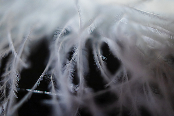 포토 JPG 해외이미지 디자인 유럽 컬러 백그라운드 컨셉 패턴 자연 사람없음 장식 유행 검은색 흰색 깃털 묘사 오브젝트 질감 합성 솜털 폴란드 내추럴 고립 깃털펜 브로츠와프 인공 스타일 획기적 해외202309 해외포토 나라 무늬 펜 생태계 파일형식