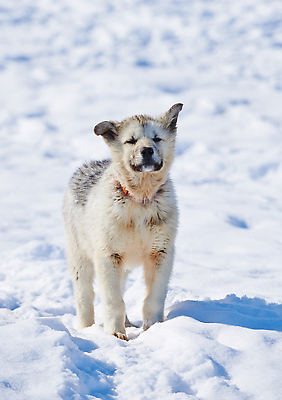포토 JPG 해외이미지 겨울 사람없음 야외 설원 추위 강아지 썰매개 목줄 해외202309 해외포토 계절 눈_날씨 반려동물 개 파일형식 반려용품