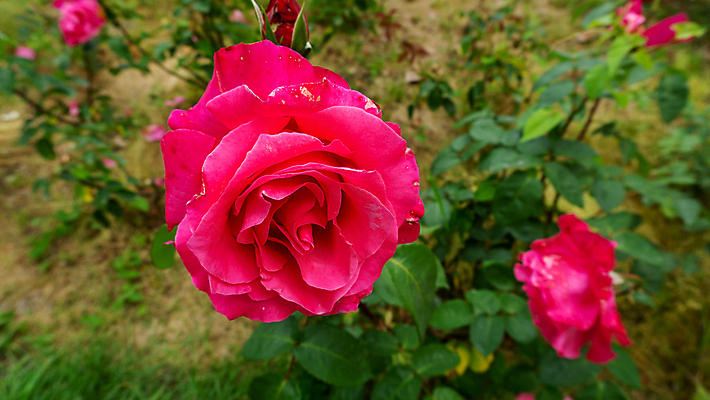 포토 JPG 해외이미지 식물 꽃잎 꽃 분홍색 컬러 꽃다발 백그라운드 꽃무늬 패턴 밭 자연 휴가 발렌타인데이 선물 사랑 사람없음 장식 빨간색 초록색 컬러풀 뷰티 장미 머리 봄 활발 벚꽃 흰색 축하 신선 개화 다발 묘사 오브젝트 꽃봉오리 싱글 아로마 진홍색 강렬 고립 해외202309 해외포토 계절 감정 컨셉 무늬 농업 데이이벤트 신체부위 생태계 파일형식