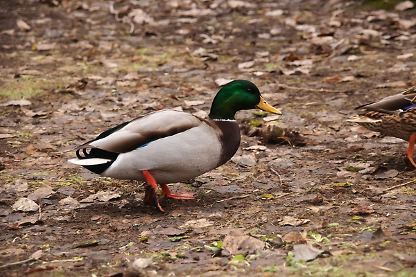 포토 JPG 해외이미지 식물 동물 공원 야생동물 백그라운드 자연 조류 오리 건조 따뜻함 사람없음 야외 초록색 뷰티 갈색 노란색 걷기 산책 추위 볏짚 깃털 질감 부드러움 지역 바둑 단계 내추럴 동물상 해외202309 해외포토 공공시설 컬러 모션 놀이 휴식 조형물 감각 짚 생태계 파일형식