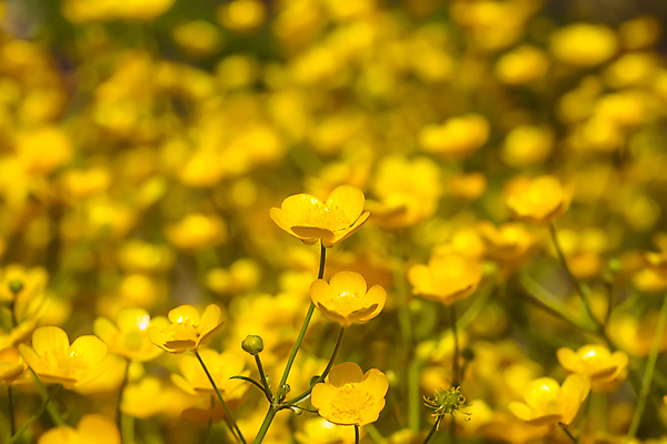 포토 JPG 해외이미지 식물 계절 꽃잎 꽃 컬러 백그라운드 잎 꽃무늬 패턴 밭 자연 사람없음 야외 초록색 컬러풀 뷰티 노란색 환경 정원 맑음 봄 들꽃 성장 벚꽃 시골 개화 닫기 숲 질감 내추럴 해외202309 해외포토 무늬 농업 모션 날씨 생태계 파일형식