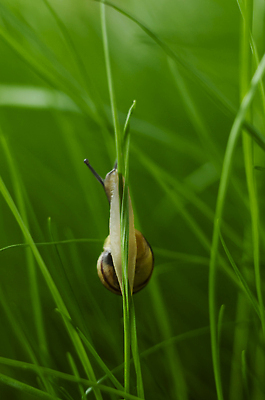 포토 JPG 해외이미지 동물 공원 야생동물 선 곤충 백그라운드 이동 잎 자연 생물 연체동물 무척추동물 뿔 안테나 사람없음 야외 환경 정원 젖음 껍질 닫기 미끄럼틀 작음 속도 덮기 노력 촉수 고무 느림 기어가기 땅바닥 식용 인내 해외202309 해외포토 식물 공공시설 컨셉 통신 모션 바닥 놀이기구 크기 생태계 파일형식