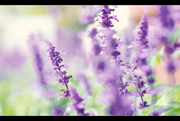 포토 JPG 해외이미지 식물 계절 꽃 꽃다발 백그라운드 꽃무늬 밭 자연 사람없음 야외 파란색 컬러풀 햇빛 뷰티 약 정원 일본 보라색 일몰 벚꽃 잠 개화 다발 허브 제비꽃 향수 홋카이도 향기 냄새 아로마 부드러움 아로마테라피 라벤더 내추럴 프랑스어 고립 오사카 프로방스 해외202309 해외포토 문자 아시아 컬러 무늬 농업 의학 태양 노을 화장품 감각 생태계 테라피 파일형식