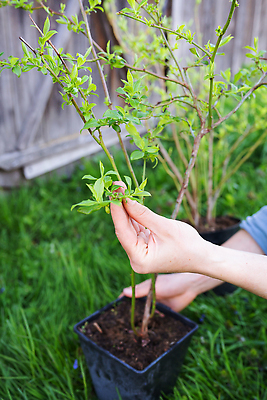 포토 JPG 해외이미지 나무 식물 라이프스타일 손 열매 음식 잎 밭 농업 과일 재료 자연 디저트 건강 사람없음 야외 초록색 여름 파란색 농작물 농장 정원 보라색 검은색 흙 봄 수확 성장 시골 신선 닫기 수집 관목 상쾌 유기농 원예 블루베리 흙더미 내추럴 밭일 해외202309 해외포토 웰빙 계절 감정 산업 컬러 모션 취미 생활 신체부위 생태계 파일형식 더미