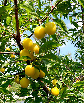 포토 JPG 해외이미지 나무 식물 계절 열매 음식 컬러 백그라운드 잎 농업 다이어트 과일 자연 건강 사람없음 야외 초록색 여름 농장 노란색 정원 농사 수확 성장 나뭇가지 시골 신선 체리 달콤 맛 과수원 다발 유기농 원예 비타민 자두 내추럴 밭일 숙성 맛있는 해외202309 해외포토 웰빙 산업 컨셉 취미 생태계 영양소 파일형식