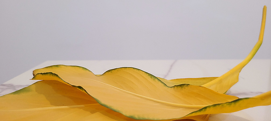 포토 JPG 해외이미지 나무 식물 계절 공원 컬러 여행 백그라운드 잎 꽃무늬 오렌지 자연 건조 사랑 풍경 사람없음 뷰티 노란색 평화 가을 흰색 시골 황금 숲 진동 묘사 질감 아로마 안심 브라질 생태학 엘리먼트 광학 브라질사람 해외202309 해외포토 공공시설 교육 꽃 감정 컨셉 무늬 과일 육류 남아메리카 생태계 파일형식