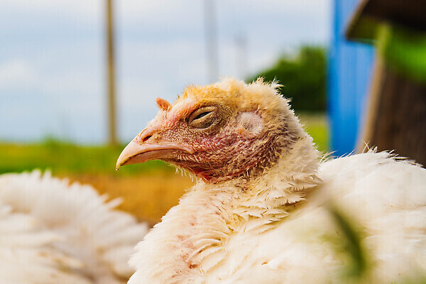 포토 JPG 해외이미지 동물 남자 야생동물 음식 크리스마스 자연 조류 수염 동물원 육류 사람없음 야외 빨간색 농장 환경 흰색 깃털 꼬리 부리 추수감사절 칠면조 고립 밭일 해외202309 해외포토 기념일 기독교 컬러 농업 식재료 사람 생태계 파일형식