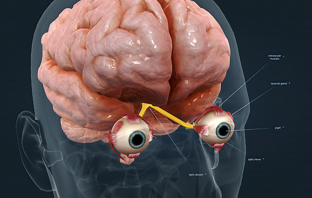 포토 JPG 해외이미지 학생 세포 사람없음 빛 오르간 뇌 비전 붓꽃 해외202309 해외포토 꽃 건반악기 파일형식